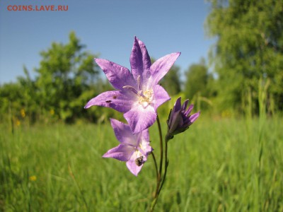 делает - прямо сейчас !!! - IMG_2011.JPG