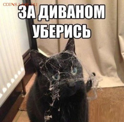юмор - КотЭ