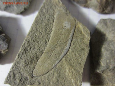 1 Окаменелая флора Палеозоя,окончание-14.06.2019. 22.00 мск - IMG_5127.JPG