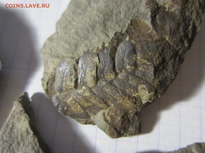 1 Окаменелая флора Палеозоя,окончание-14.06.2019. 22.00 мск - IMG_5126.JPG