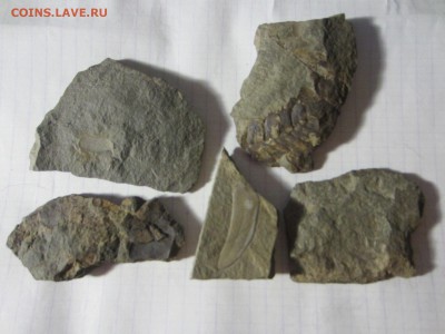 1 Окаменелая флора Палеозоя,окончание-14.06.2019. 22.00 мск - IMG_5125.JPG