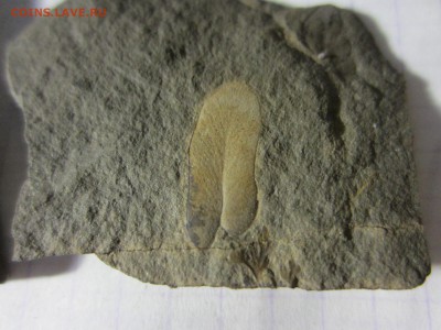 1 Окаменелая флора Палеозоя,окончание-14.06.2019. 22.00 мск - IMG_5123.JPG