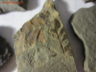 1 Окаменелая флора Палеозоя,окончание-14.06.2019. 22.00 мск - IMG_5122.JPG