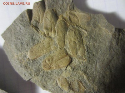 1 Окаменелая флора Палеозоя,окончание-14.06.2019. 22.00 мск - IMG_5121.JPG