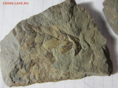 1 Окаменелая флора Палеозоя,окончание-14.06.2019. 22.00 мск - IMG_5120.JPG