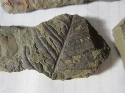 1 Окаменелая флора Палеозоя,окончание-14.06.2019. 22.00 мск - IMG_5119.JPG