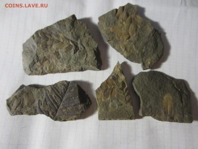 1 Окаменелая флора Палеозоя,окончание-14.06.2019. 22.00 мск - IMG_5118.JPG