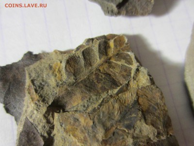 2 Окаменелая флора Палеозоя,окончание-14.06.2019. 22.00 мск - IMG_5137.JPG