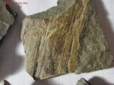 2 Окаменелая флора Палеозоя,окончание-14.06.2019. 22.00 мск - IMG_5136.JPG