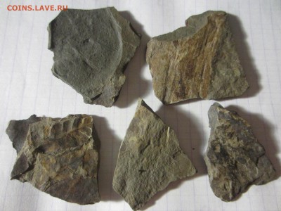 2 Окаменелая флора Палеозоя,окончание-14.06.2019. 22.00 мск - IMG_5135.JPG