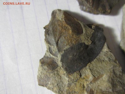 2 Окаменелая флора Палеозоя,окончание-14.06.2019. 22.00 мск - IMG_5134.JPG