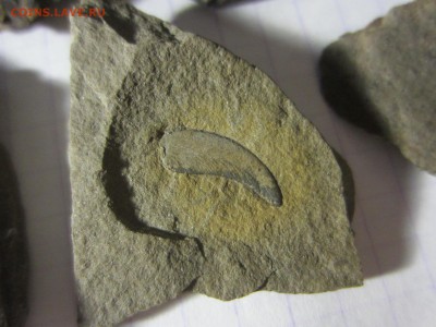 2 Окаменелая флора Палеозоя,окончание-14.06.2019. 22.00 мск - IMG_5133.JPG