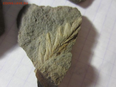 2 Окаменелая флора Палеозоя,окончание-14.06.2019. 22.00 мск - IMG_5132.JPG