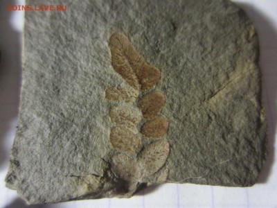 2 Окаменелая флора Палеозоя,окончание-14.06.2019. 22.00 мск - IMG_5131.JPG