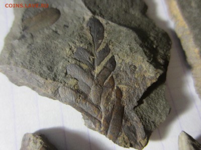 2 Окаменелая флора Палеозоя,окончание-14.06.2019. 22.00 мск - IMG_5130.JPG