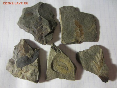 2 Окаменелая флора Палеозоя,окончание-14.06.2019. 22.00 мск - IMG_5129.JPG