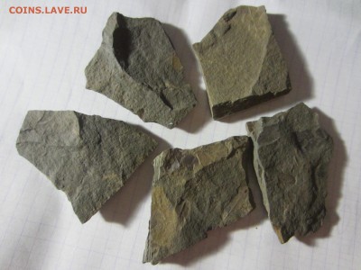 4 Окаменелая флора Палеозоя,окончание-14.06.2019. 22.00 мск - IMG_5144.JPG