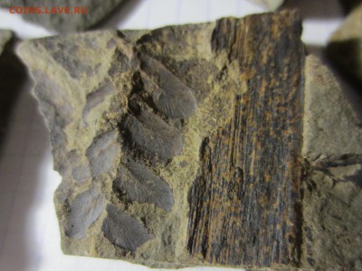 4 Окаменелая флора Палеозоя,окончание-14.06.2019. 22.00 мск - IMG_5142.JPG