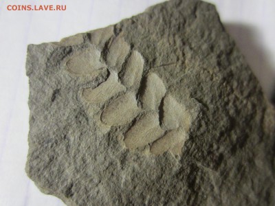 4 Окаменелая флора Палеозоя,окончание-14.06.2019. 22.00 мск - IMG_5140.JPG