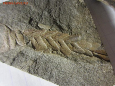 4 Окаменелая флора Палеозоя,окончание-14.06.2019. 22.00 мск - IMG_5139.JPG