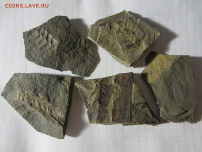 4 Окаменелая флора Палеозоя,окончание-14.06.2019. 22.00 мск - IMG_5138.JPG