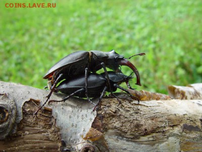 делает - прямо сейчас !!! - Hirschkäfer_Paarung