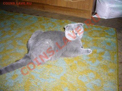 Как спасти кота из неожиданного плена...? - P1000039.JPG