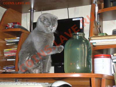 Как спасти кота из неожиданного плена...? - P1030702.JPG
