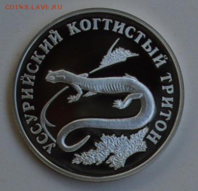 1 рубль 2006 УССУРИЙСКИЙ КОГТИСТЫЙ ТРИТОН 4.07 22-30 - DSC_0676.JPG