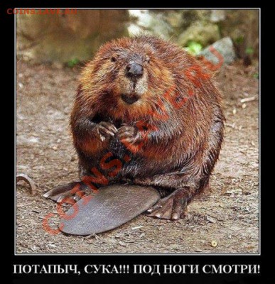 юмор - Бобер