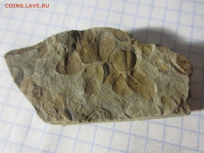 Окаменелая флора Палеозоя,  до 14.07.2019 22:00 мск - IMG_7952.JPG