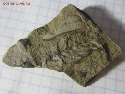 Окаменелая флора Палеозоя, до 14.07.2019 22:00 мск - IMG_7955.JPG