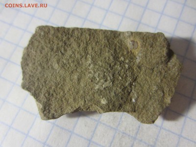 Окаменелая флора Палеозоя, до 14.07.2019 22:00 мск - IMG_7960.JPG