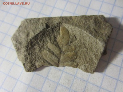 Окаменелая флора Палеозоя, до 14.07.2019 22:00 мск - IMG_7958.JPG