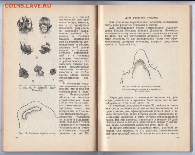 О.Н. Данилевская ТЮЛЬПАНЫ 1969 г. до 19.07.19 г. в 23.00 - 010