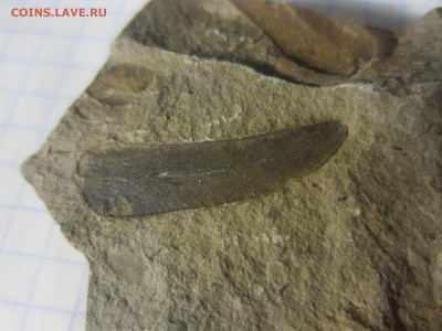 Окаменелая флора Палеозоя, до 27.07.2019 22:00 мск - IMG_8533.JPG