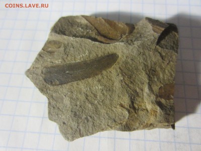 Окаменелая флора Палеозоя, до 27.07.2019 22:00 мск - IMG_8532.JPG