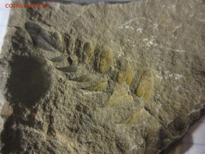 Окаменелая флора Палеозоя, до 27.07.2019 22:00 мск - IMG_8529.JPG