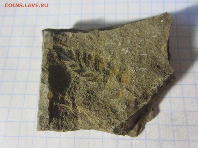 Окаменелая флора Палеозоя, до 27.07.2019 22:00 мск - IMG_8528.JPG