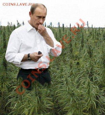 юмор - путин и конопля