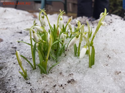 ФОТО - просто фото. Те что получились удачными. - 20190330_133745