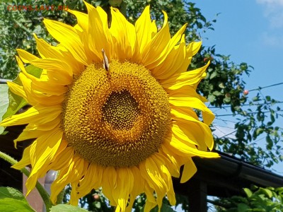 ФОТО - просто фото. Те что получились удачными. - 20190727_124052