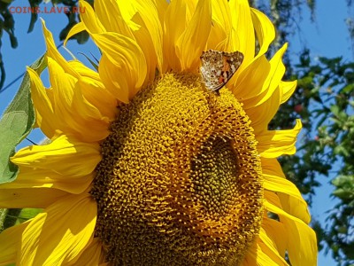 ФОТО - просто фото. Те что получились удачными. - 20190727_124103