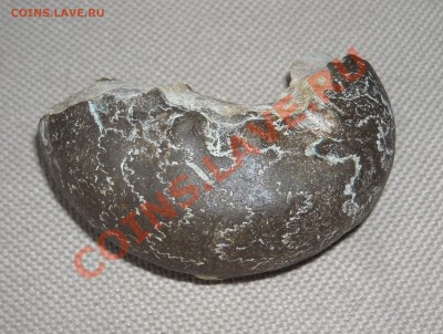 Ископаемые окаменелости. Аммониты и др. - DSCN2820.JPG