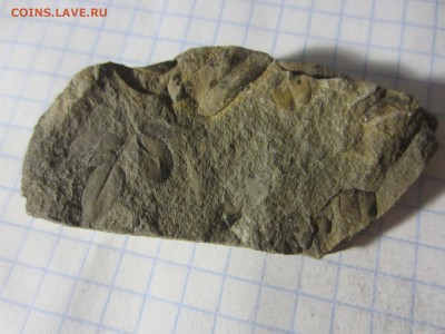 Окаменелая флора Палеозоя, до 07.08.2019 22:00 мск - IMG_7954.JPG