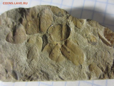 Окаменелая флора Палеозоя, до 07.08.2019 22:00 мск - IMG_7953.JPG