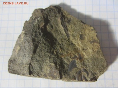 Окаменелая флора Палеозоя, до 07.08.2019 22:00 мск - IMG_8523.JPG
