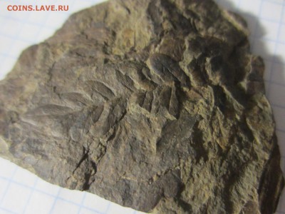 Окаменелая флора Палеозоя, до 07.08.2019 22:00 мск - IMG_8522.JPG