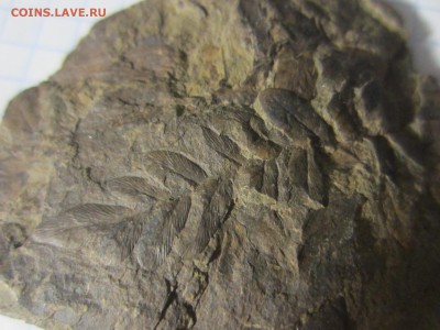 Окаменелая флора Палеозоя, до 07.08.2019 22:00 мск - IMG_8521.JPG