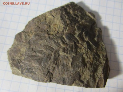 Окаменелая флора Палеозоя, до 07.08.2019 22:00 мск - IMG_8520.JPG